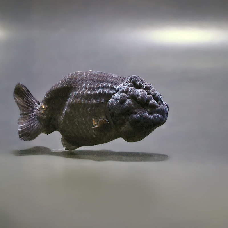 【金魚王子】黒らんちゅう 8±1cm前後 (個体番号：zaq405) 金魚 きんぎょ 生体 らんちゅう 厳選個体