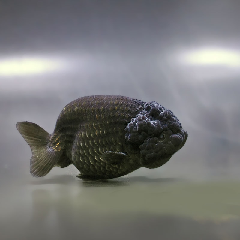 【金魚王子】黒らんちゅう 8±1cm前後 (個体番号：zaq407) 金魚 きんぎょ 生体 らんちゅう 厳選個体