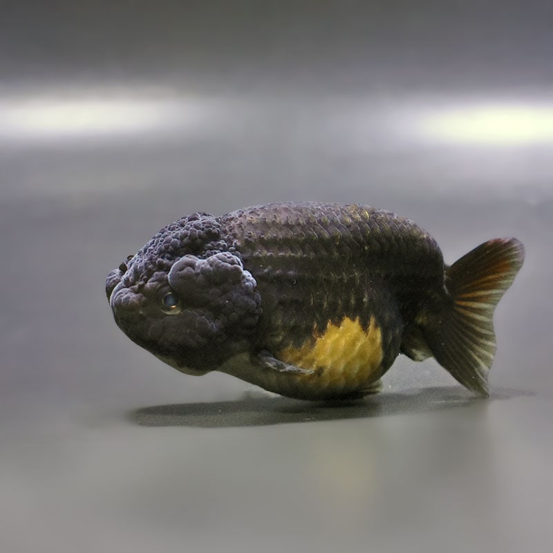 【金魚王子】黒らんちゅう 8±1cm前後 (個体番号：zaq408) 金魚 きんぎょ 生体 らんちゅう 厳選個体