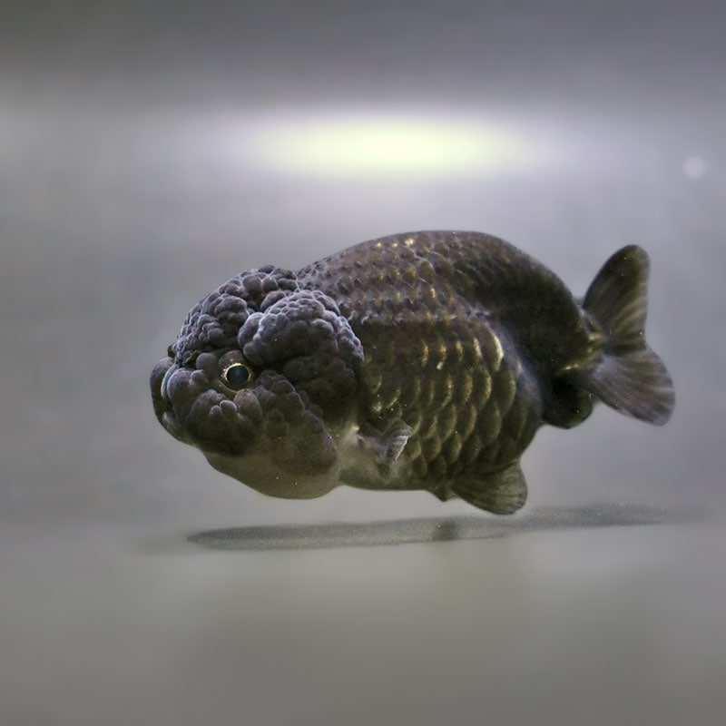 【金魚王子】黒らんちゅう 8±1cm前後 (個体番号：zaq410) 金魚 きんぎょ 生体 らんちゅう 厳選個体