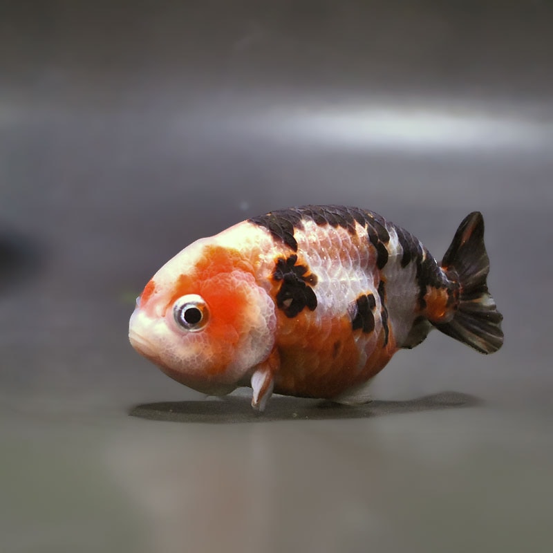 【金魚王子】江戸錦 8～9cm前後 (個体番号：zaq421) 金魚 きんぎょ 生体 らんちゅう 厳選個体