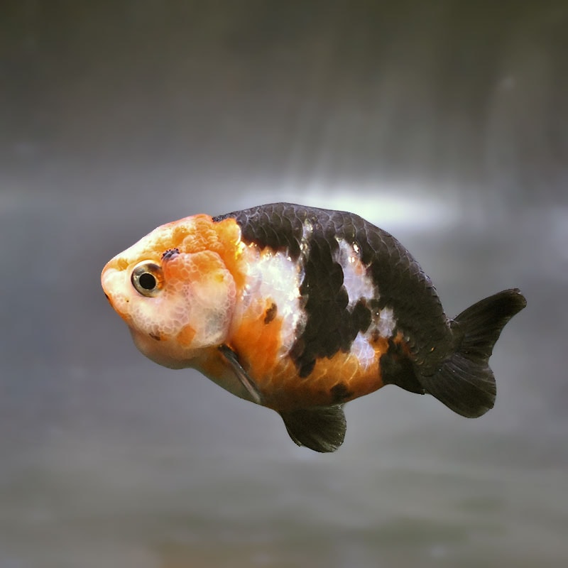 【金魚王子】江戸錦 8～9cm前後 (個体番号：zaq422) 金魚 きんぎょ 生体 らんちゅう 厳選個体