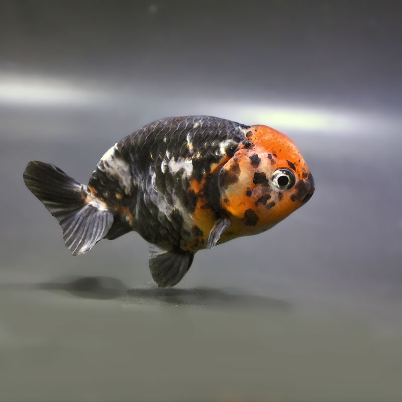 【金魚王子】江戸錦 8～9cm前後 (個体番号：zaq424) 金魚 きんぎょ 生体 らんちゅう 厳選個体
