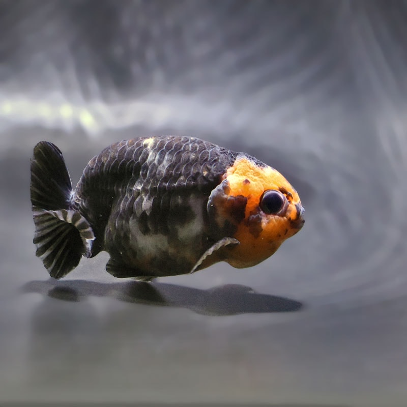 【金魚王子】江戸錦 8～9cm前後 (個体番号：zaq425) 金魚 きんぎょ 生体 らんちゅう 厳選個体