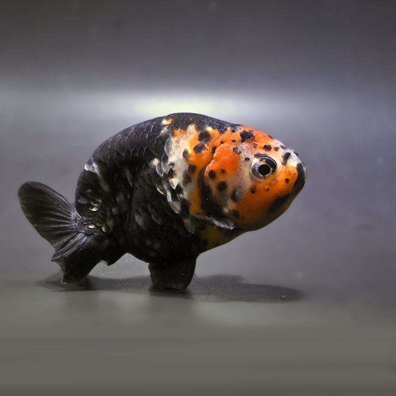 【金魚王子】江戸錦 8～9cm前後 (個体番号：zaq426) 金魚 きんぎょ 生体 らんちゅう 厳選個体