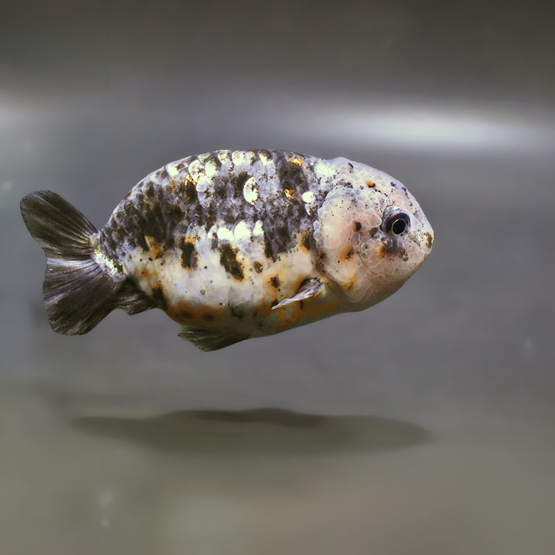 【金魚王子】江戸錦 8～9cm前後 (個体番号：zaq428) 金魚 きんぎょ 生体 らんちゅう 厳選個体