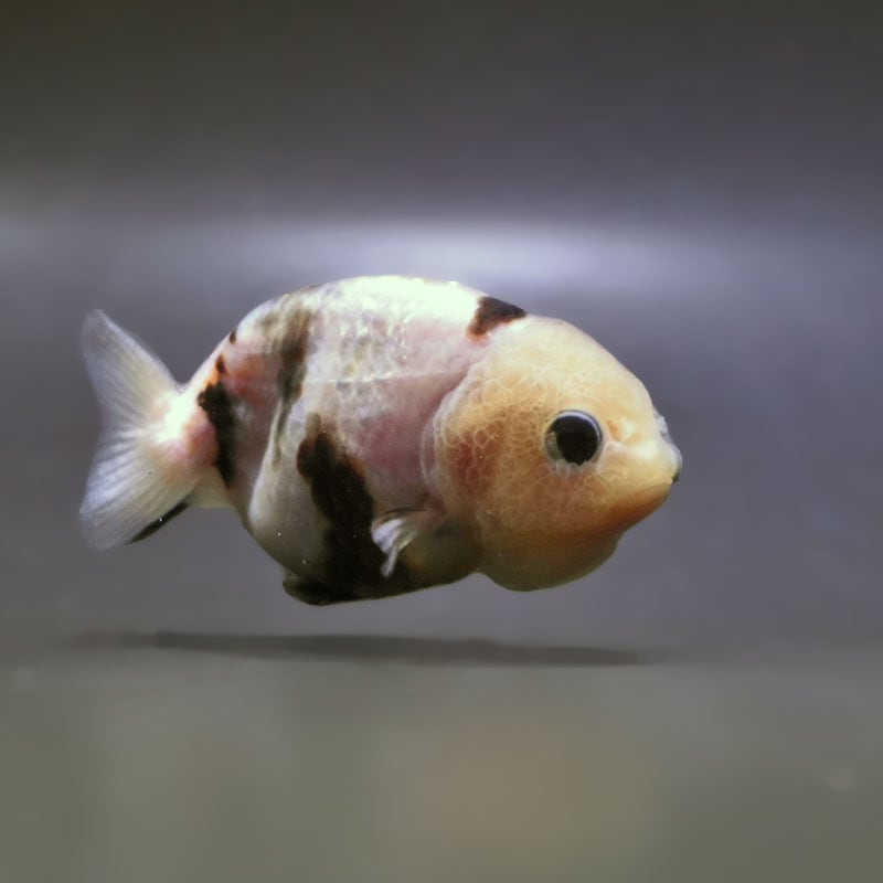 【金魚王子】白黒らんちゅう 8cm前後 (個体番号：zaq429) 金魚 きんぎょ 生体 らんちゅう 厳選個体