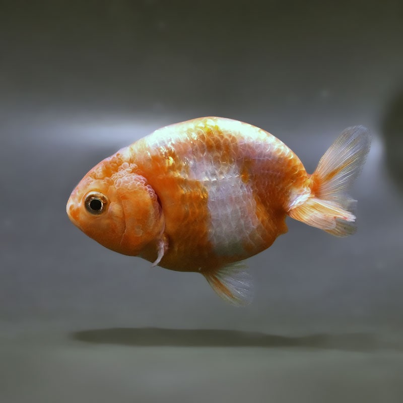 【金魚王子】桜錦 9cm前後 (個体番号：zaq430) 金魚 きんぎょ 生体 らんちゅう 厳選個体