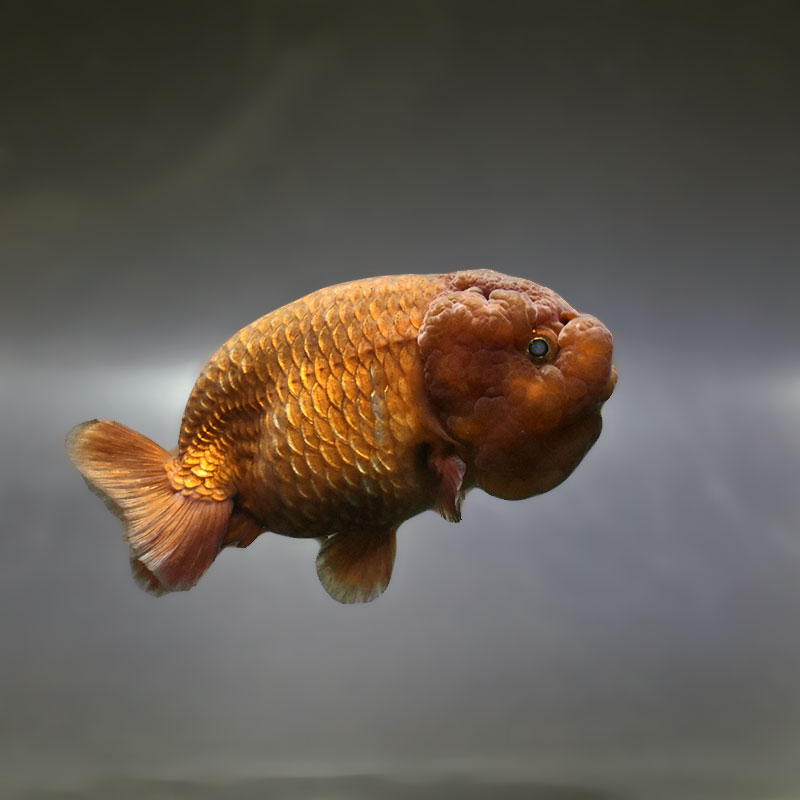 【金魚王子】メノウらんちゅう 7.5cm前後 (個体番号：zaq431) 金魚 きんぎょ 生体 らんちゅう 厳選個体