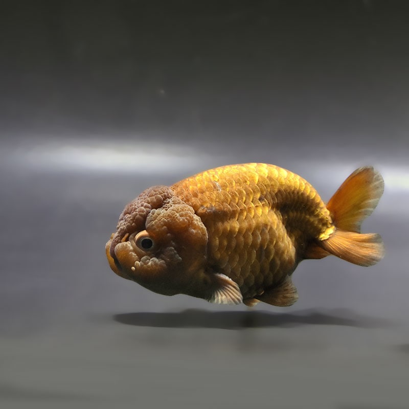 【金魚王子】メノウらんちゅう 9.5cm前後 (個体番号：zaq432) 金魚 きんぎょ 生体 らんちゅう 厳選個体