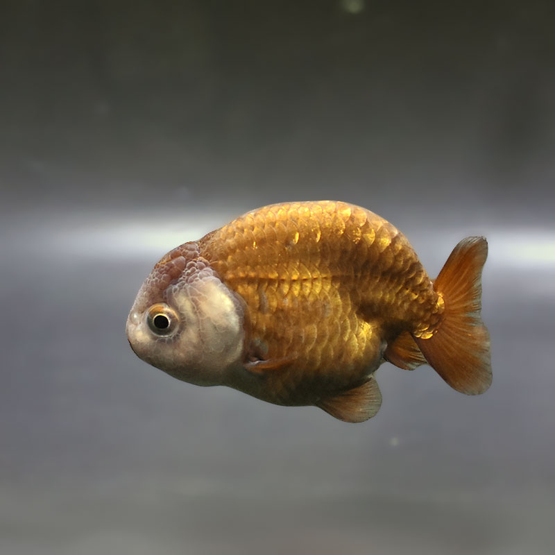 【金魚王子】メノウらんちゅう 7cm前後 (個体番号：zaq433) 金魚 きんぎょ 生体 らんちゅう 厳選個体