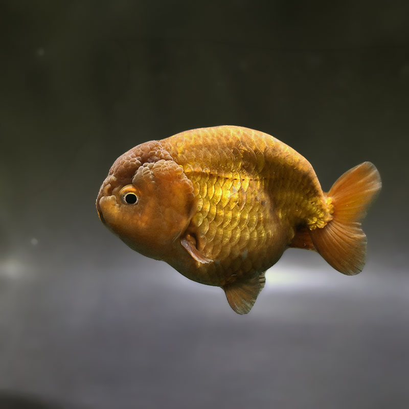 【金魚王子】メノウらんちゅう 9cm前後 (個体番号：zaq434) 金魚 きんぎょ 生体 らんちゅう 厳選個体