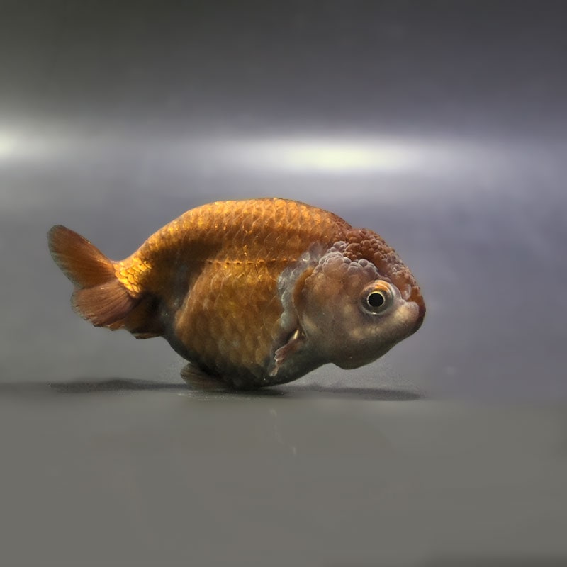 【金魚王子】メノウらんちゅう 8cm前後 (個体番号：zaq435) 金魚 きんぎょ 生体 らんちゅう 厳選個体