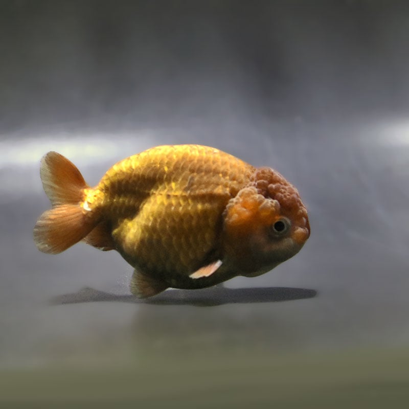 【金魚王子】メノウらんちゅう 8cm前後 (個体番号：zaq436) 金魚 きんぎょ 生体 らんちゅう 厳選個体