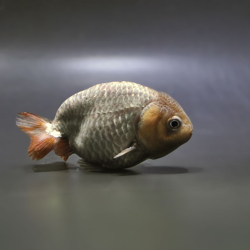 【金魚王子】メノウらんちゅう 8.5cm前後 (個体番号：zaq437) 金魚 きんぎょ 生体 らんちゅう 厳選個体