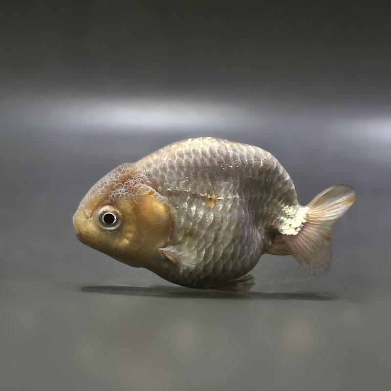 【金魚王子】メノウらんちゅう 8.5cm前後 (個体番号：zaq438) 金魚 きんぎょ 生体 らんちゅう 厳選個体