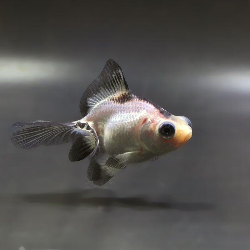 【金魚王子】パンダ蝶尾 7~7.5cm前後 (個体番号:zaq441) 金魚 きんぎょ 生体 蝶尾 厳選個体