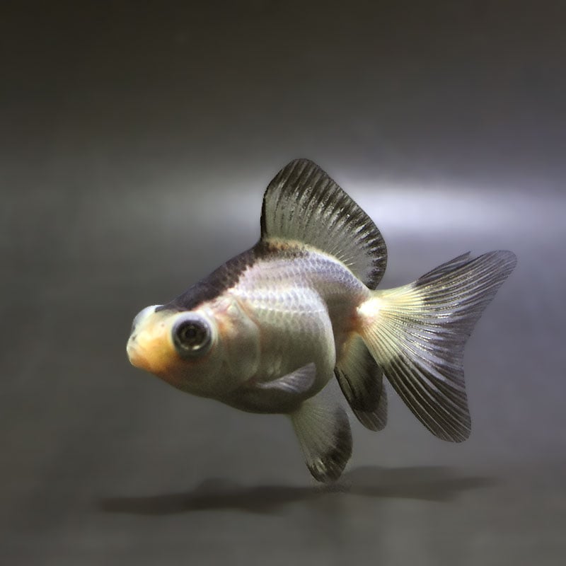 【金魚王子】パンダ蝶尾 7~7.5cm前後 (個体番号:zaq442) 金魚 きんぎょ 生体 蝶尾 厳選個体
