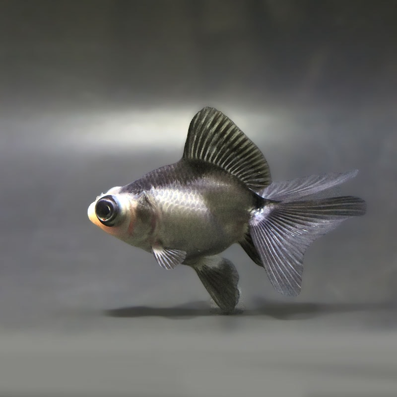 【金魚王子】パンダ蝶尾 7~7.5cm前後 (個体番号:zaq443) 金魚 きんぎょ 生体 蝶尾 厳選個体