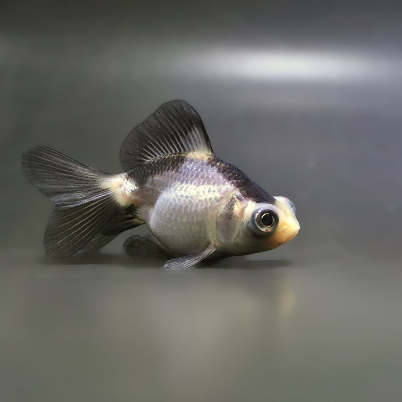 【金魚王子】パンダ蝶尾 7～7.5cm前後 (個体番号：zaq444) 金魚 きんぎょ 生体 蝶尾 厳選個体