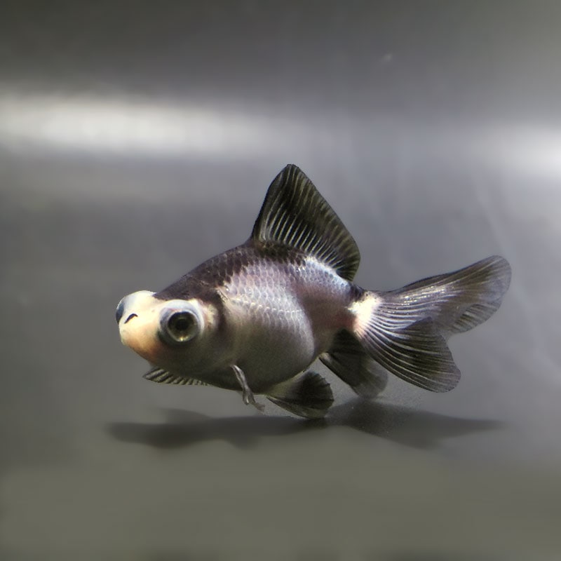 【金魚王子】パンダ蝶尾 7～7.5cm前後 (個体番号：zaq445) 金魚 きんぎょ 生体 蝶尾 厳選個体