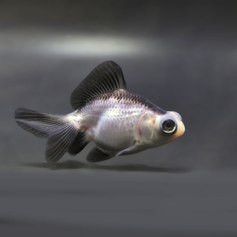 【金魚王子】パンダ蝶尾 7~7.5cm前後 (個体番号:zaq446) 金魚 きんぎょ 生体 蝶尾 厳選個体