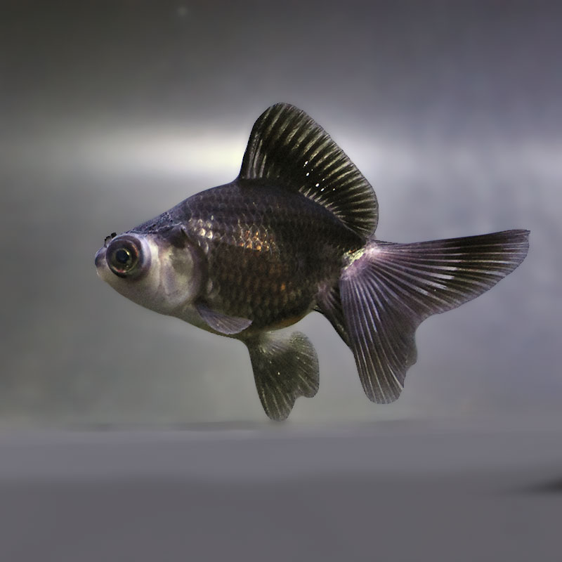 【金魚王子】パンダ蝶尾 7～7.5cm前後 (個体番号：zaq447) 金魚 きんぎょ 生体 蝶尾 厳選個体