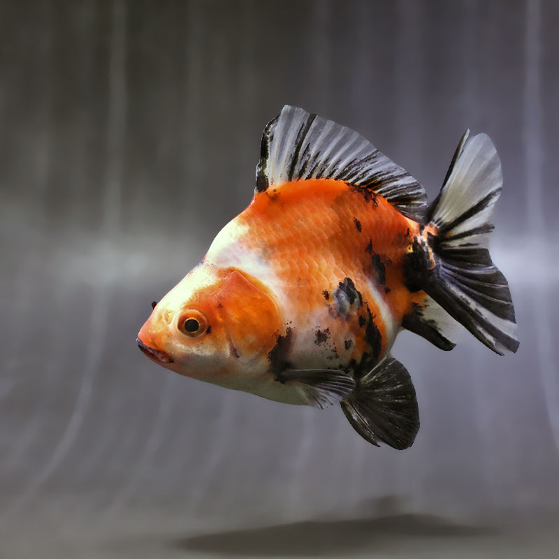 【金魚王子】キャリコショートテール琉金 11cm前後 (個体番号:zaq451) 金魚 きんぎょ 生体 琉金 厳選個体