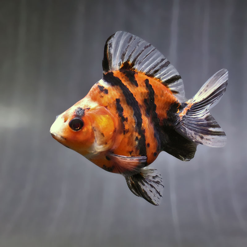 【金魚王子】キャリコショートテール琉金 10.5cm前後 (個体番号:zaq452) 金魚 きんぎょ 生体 琉金 厳選個体