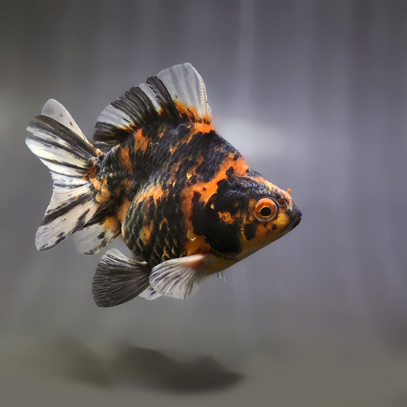 【金魚王子】キャリコショートテール琉金 9.5cm前後 (個体番号:zaq453) 金魚 きんぎょ 生体 琉金 厳選個体
