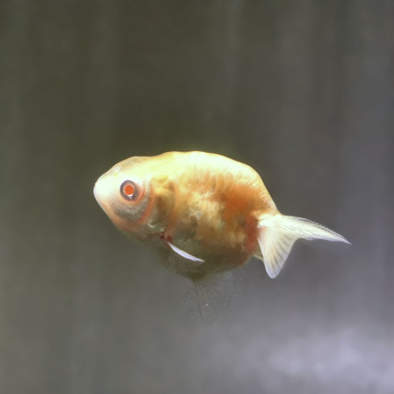 金魚王子】アルビノドラゴンスケールらんちゅう 4～5cm前後 (個体番号