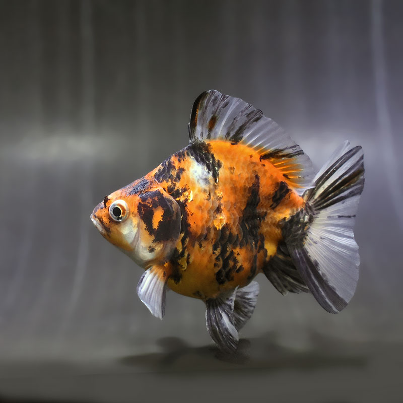 【金魚王子】キャリコショートテール琉金 10cm前後 (個体番号:zaq471) 金魚 きんぎょ 生体 琉金 厳選個体