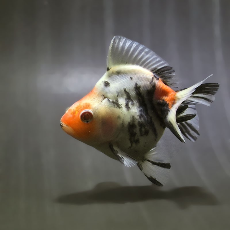 【金魚王子】キャリコショートテール琉金 9.5cm前後 (個体番号:zaq472) 金魚 きんぎょ 生体 琉金 厳選個体