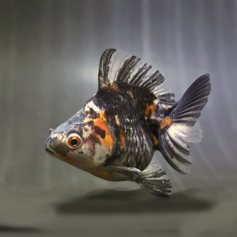 【金魚王子】キャリコショートテール琉金 10cm前後 (個体番号:zaq473) 金魚 きんぎょ 生体 琉金 厳選個体