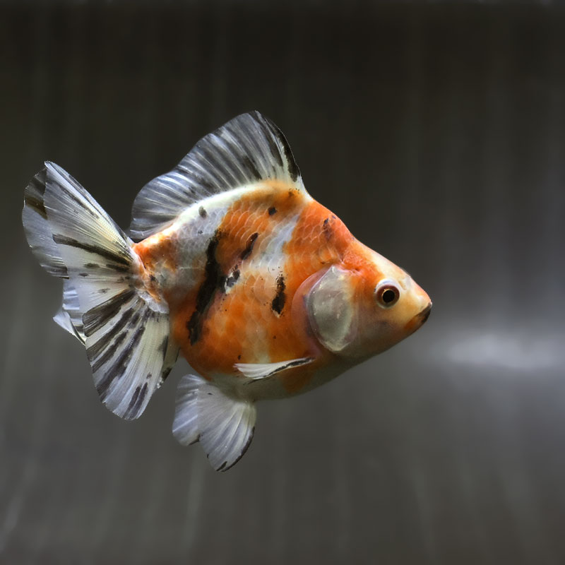 【金魚王子】キャリコショートテール琉金 11cm前後 (個体番号:zaq474) 金魚 きんぎょ 生体 琉金 厳選個体