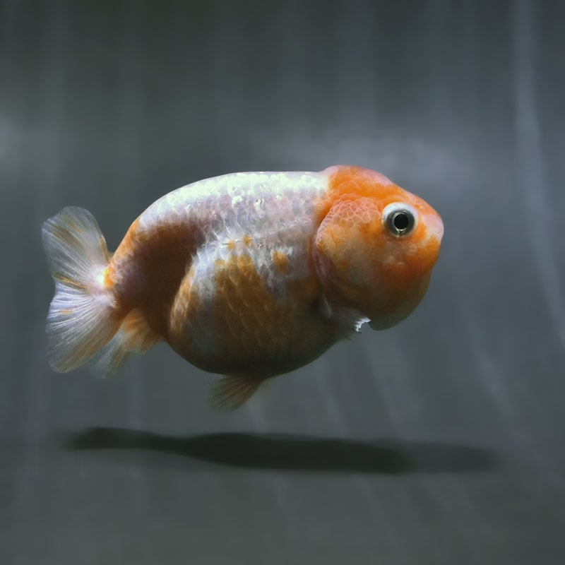 【金魚王子】更紗らんちゅう 8～9cm前後 (個体番号：zaq481) 金魚 きんぎょ 生体 らんちゅう 厳選個体
