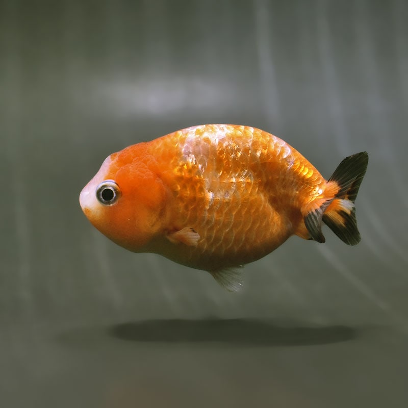 【金魚王子】変わり柄らんちゅう 8～9cm前後 (個体番号：zaq484) 金魚 きんぎょ 生体 らんちゅう 厳選個体