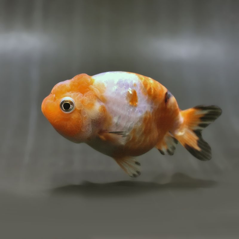 【金魚王子】変わり柄らんちゅう 8～9cm前後 (個体番号：zaq485) 金魚 きんぎょ 生体 らんちゅう 厳選個体