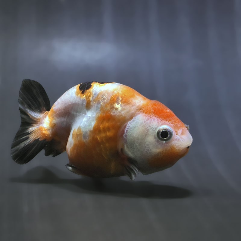 【金魚王子】変わり柄らんちゅう 8～9cm前後 (個体番号：zaq486) 金魚 きんぎょ 生体 らんちゅう 厳選個体