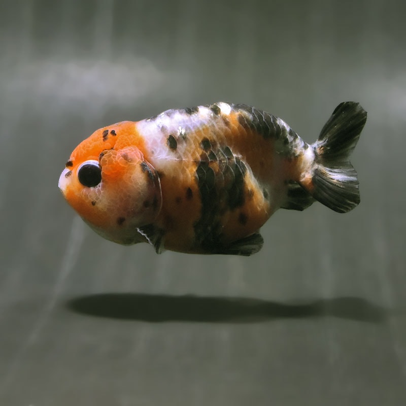 【金魚王子】江戸錦 8～9cm前後 (個体番号：zaq487) 金魚 きんぎょ 生体 らんちゅう 厳選個体