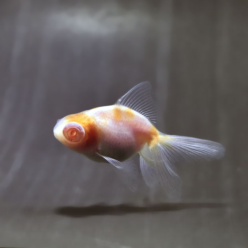 【金魚王子】赤目竜眼  5～6cm前後 (個体番号：zaq524) 金魚 きんぎょ 生体 オランダ獅子頭 厳選個体