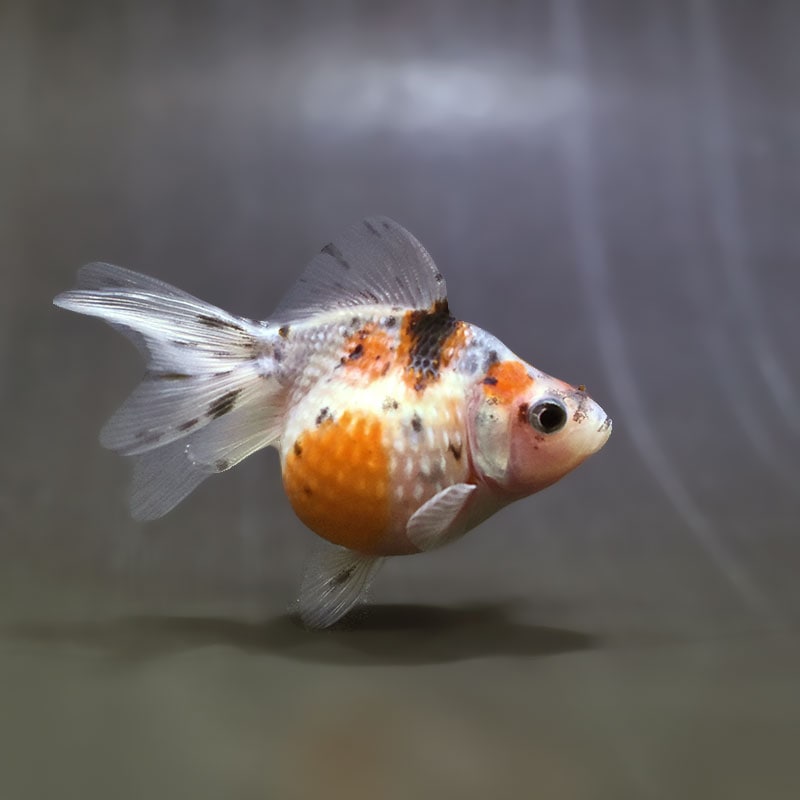 【金魚王子】キャリコピンポンパール 6~7cm前後 (個体番号:zaq531) 金魚 きんぎょ 生体 パールスケール 厳選個体