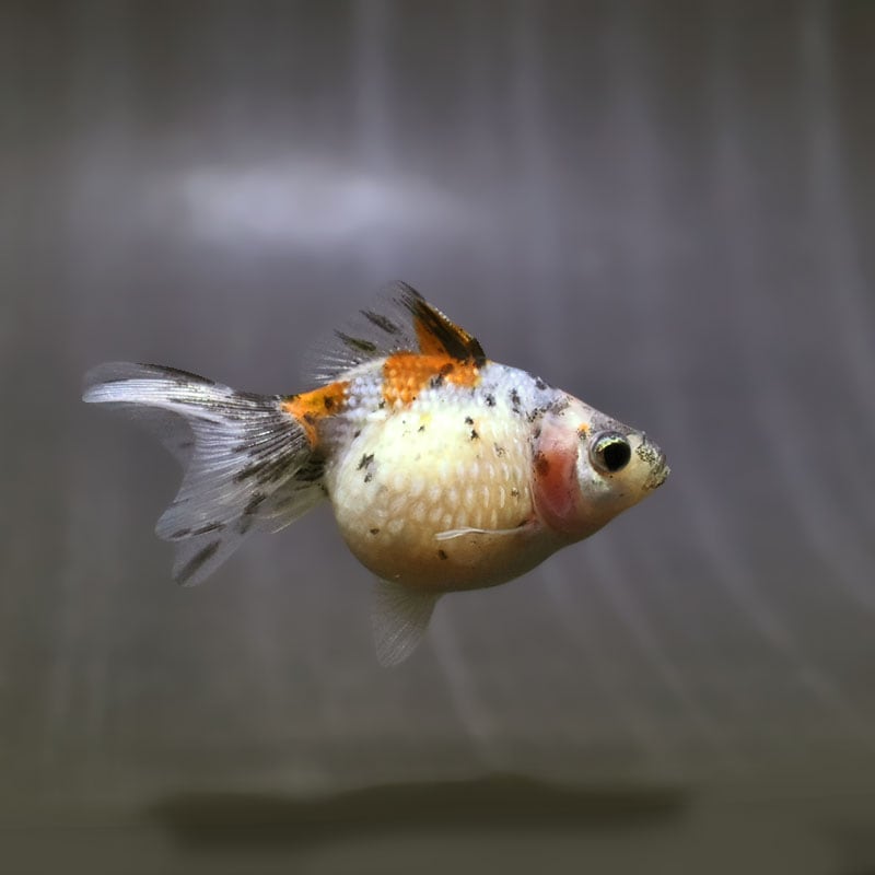 【金魚王子】キャリコピンポンパール 6~7cm前後 (個体番号:zaq532) 金魚 きんぎょ 生体 パールスケール 厳選個体