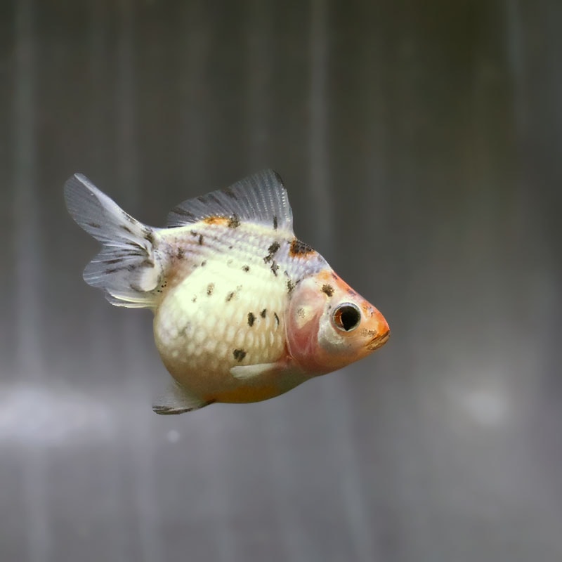 【金魚王子】キャリコピンポンパール 6~7cm前後 (個体番号:zaq533) 金魚 きんぎょ 生体 パールスケール 厳選個体