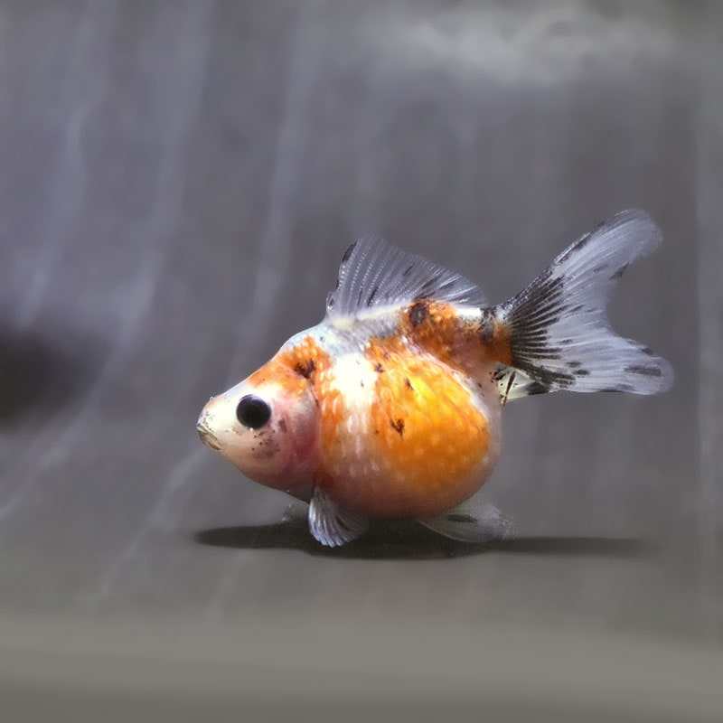 【金魚王子】キャリコピンポンパール 6~7cm前後 (個体番号:zaq534) 金魚 きんぎょ 生体 パールスケール 厳選個体