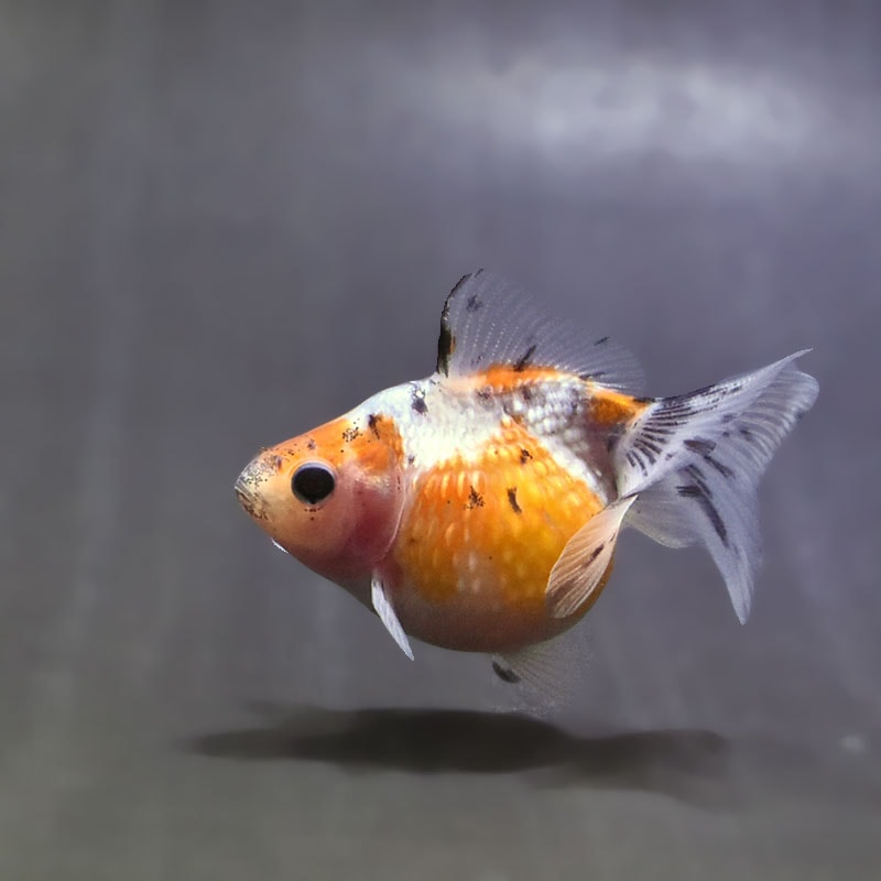 【金魚王子】キャリコピンポンパール 6~7cm前後 (個体番号:zaq535) 金魚 きんぎょ 生体 パールスケール 厳選個体