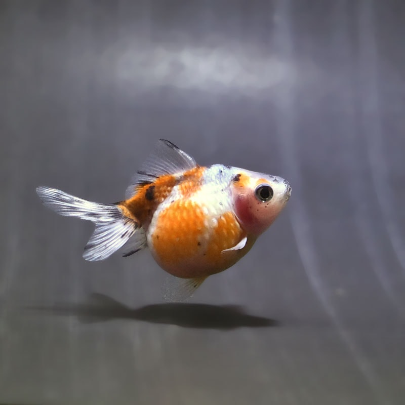 【金魚王子】キャリコピンポンパール 6~7cm前後 (個体番号:zaq536) 金魚 きんぎょ 生体 パールスケール 厳選個体