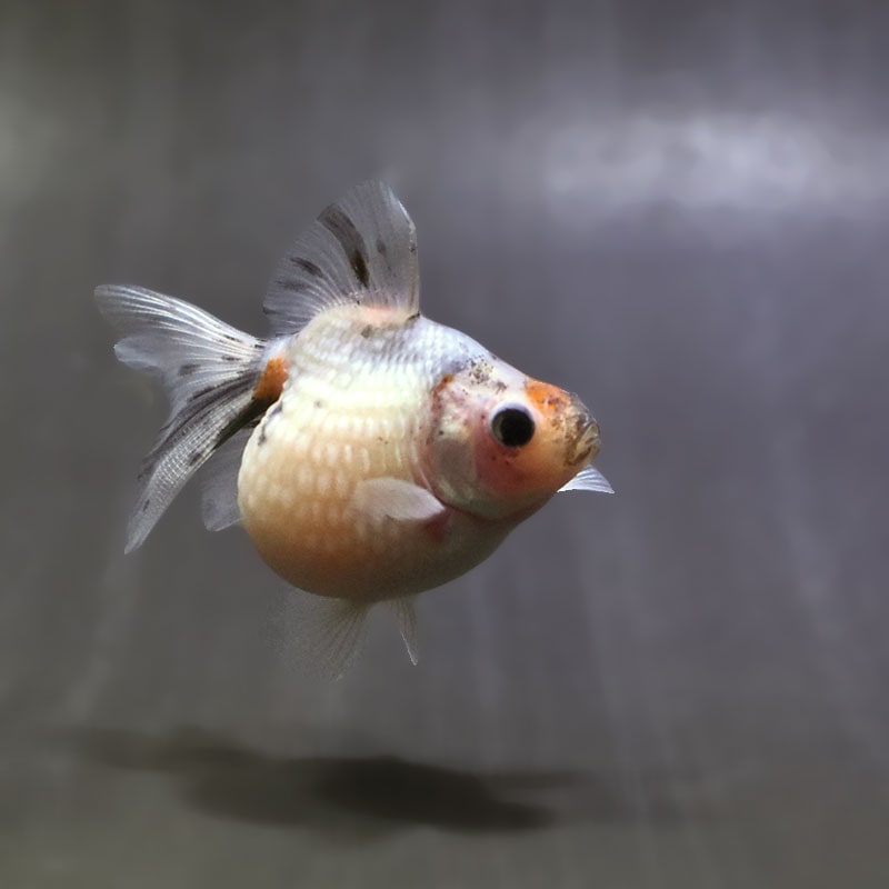 【金魚王子】キャリコピンポンパール 6~7cm前後 (個体番号:zaq537) 金魚 きんぎょ 生体 パールスケール 厳選個体