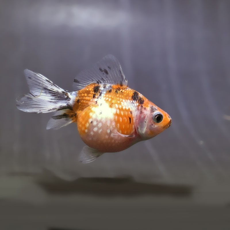 【金魚王子】キャリコピンポンパール 6~7cm前後 (個体番号:zaq538) 金魚 きんぎょ 生体 パールスケール 厳選個体