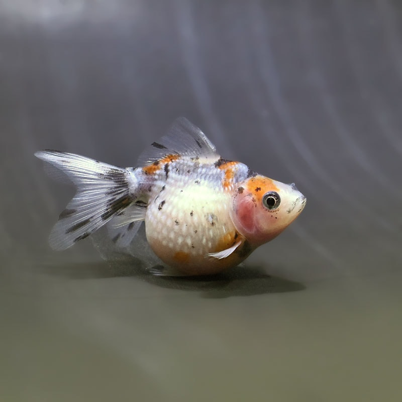 【金魚王子】キャリコピンポンパール 6~7cm前後 (個体番号:zaq539) 金魚 きんぎょ 生体 パールスケール 厳選個体